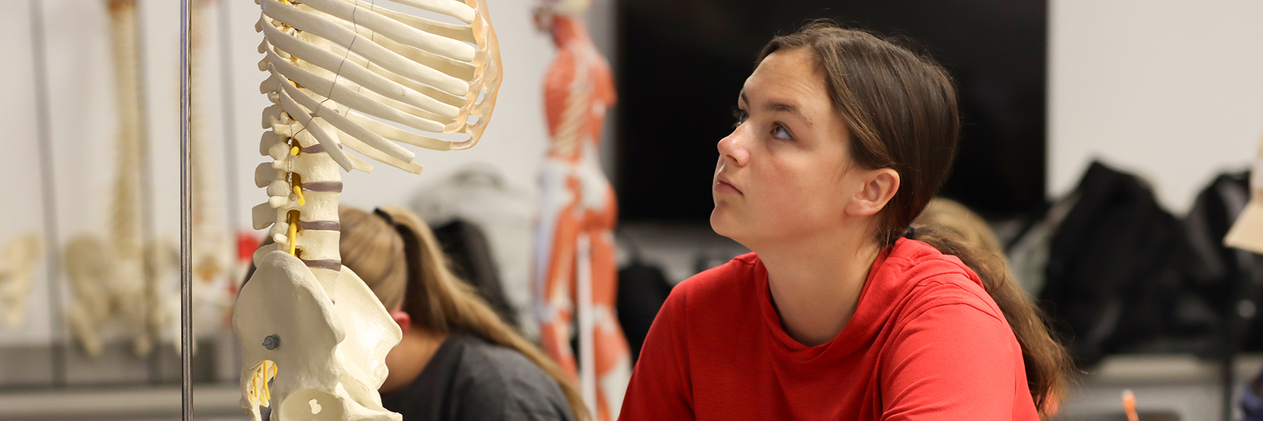 Female student looking at human skeleton 